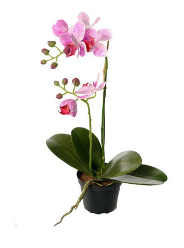 Gavetips: Orkidé potteplante